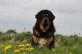 DOGUE DU TIBET 238